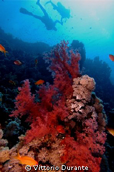 A branch of soft coral and divers at Jackson Reef by Vittorio Durante 